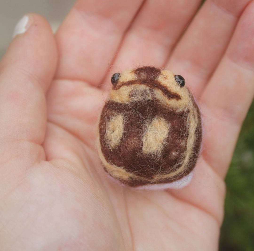 A small rain frog sits top down upon a hand, it is dark brown with light brown accents. It has a white bottom half (mostly hidden in this picture) and a black eyes can be seen at the top of it's head.
