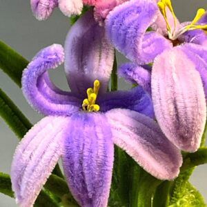 Potted Iris & Daisy Arrangement