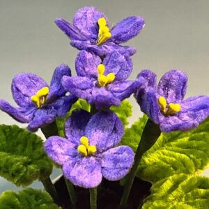 Premium Potted Fuzzywire Violets