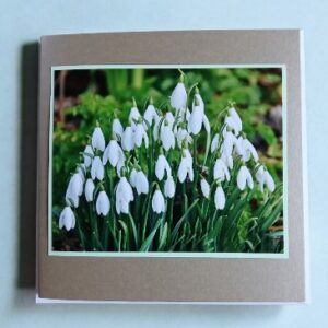 Greetings card.’Spring snowdrops.All proceeds to The Stroke Association