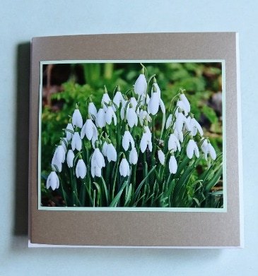 Greetings card.'Spring snowdrops.All proceeds to The Stroke Association - Image 2