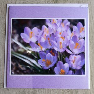 A set of 2 ‘Spring crocus’ greetings cards.All proceeds to The Stroke Association