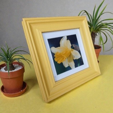 A framed photographic picture of a 'Spring daffodil'. All proceeds to The Stroke Association - Image 2