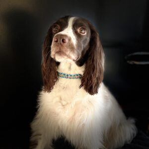 Bespoke Paracord Dog Collar