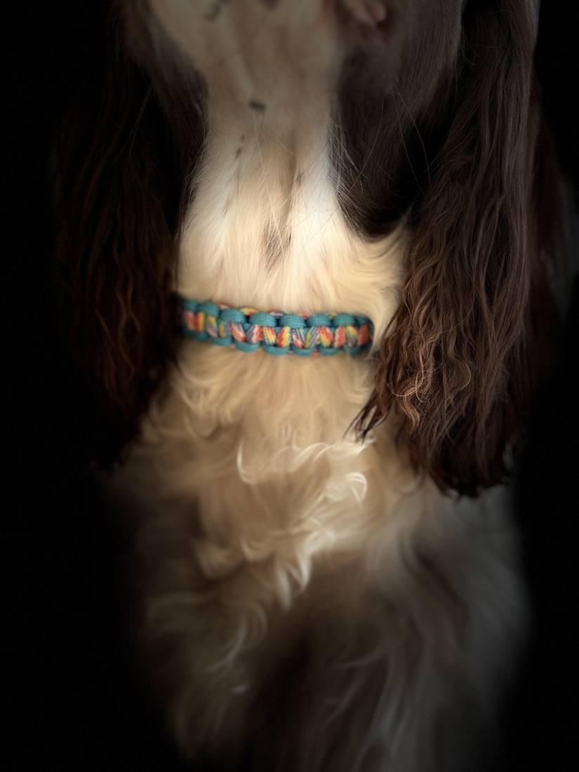 Bespoke Paracord Dog Collar - Image 2