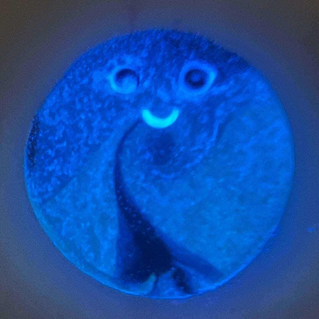 Sleepy Time Blob – Glow in the Dark Worry Stone for Bedtime Calm - Image 2