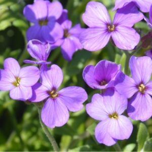Greetings card. Phlox. All proceeds to The Stroke Association.