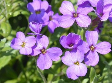 Greetings card. Phlox. All proceeds to The Stroke Association. - Image 2