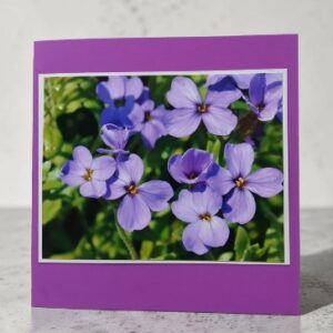 Greetings card. Phlox. All proceeds to The Stroke Association.