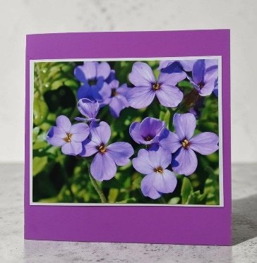Greetings card. Phlox. All proceeds to The Stroke Association.