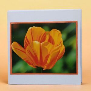 Greetings card, orange tulip. All proceeds to The Stroke Association.