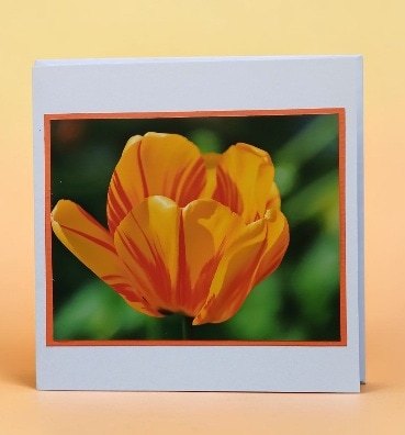 Greetings card, orange tulip. All proceeds to The Stroke Association.