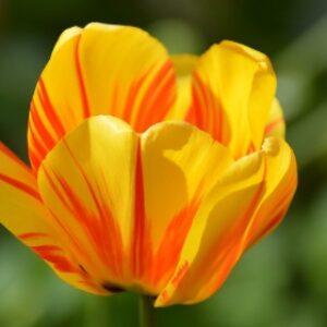 Greetings card, orange tulip. All proceeds to The Stroke Association.