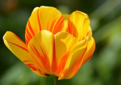 Greetings card, orange tulip. All proceeds to The Stroke Association. - Image 2