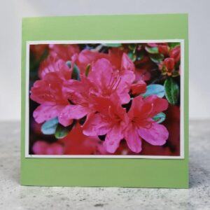 Greetings card. Rhododendron.All proceeds to The Stroke Association.