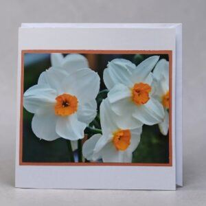 Greetings card. Narcissus.All proceeds to The Stroke Association.