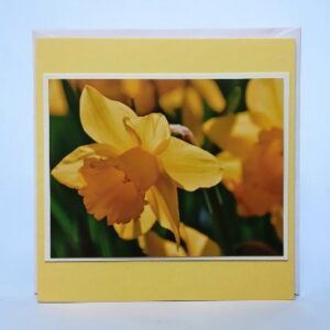 Greetings card. Daffodil. All proceeds to The Stroke Association.