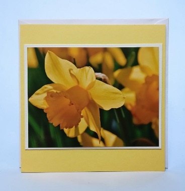 Greetings card. Daffodil. All proceeds to The Stroke Association.
