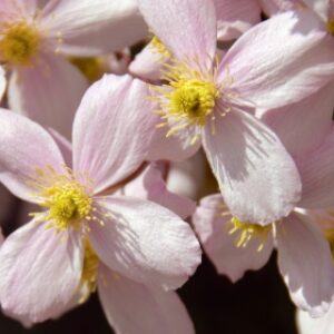 Greetings card. Pink clematis. All proceeds to The Stroke Association.
