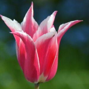 Greetings card. Red tulip. All proceeds to The Stroke Association.