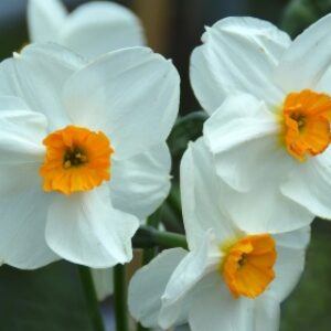 Greetings card. Narcissus.All proceeds to The Stroke Association.