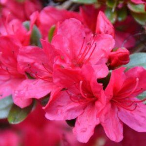 Greetings card. Rhododendron.All proceeds to The Stroke Association.
