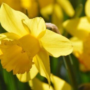 Greetings card. Daffodil. All proceeds to The Stroke Association.