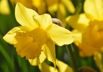 Greetings card. Daffodil. All proceeds to The Stroke Association. - Image 2