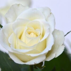Greetings card. White rose.All proceeds to The Stroke Association.