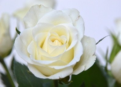 Greetings card. White rose.All proceeds to The Stroke Association. - Image 2