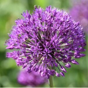 Greetings card. Allium.All proceeds to The Stroke Association.