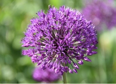Greetings card. Allium.All proceeds to The Stroke Association. - Image 2