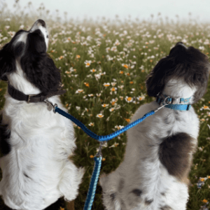 Custom Paracord Dog Lead Splitter – Multi-Color Options