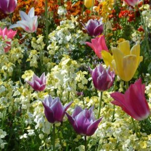 Greetings card. Spring collection.All proceeds to The Stroke Association.