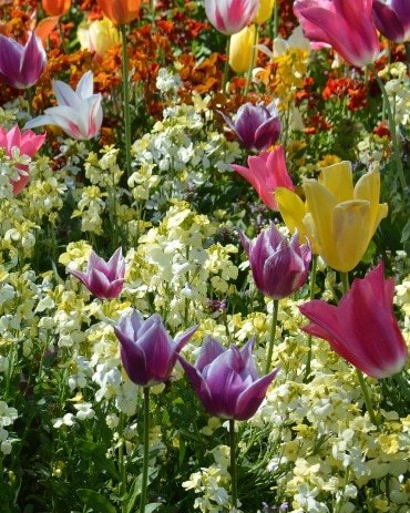 Greetings card. Spring collection.All proceeds to The Stroke Association. - Image 2