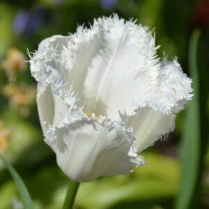 Greetings card. White frilly tulip.All proceeds to The Stroke Association.