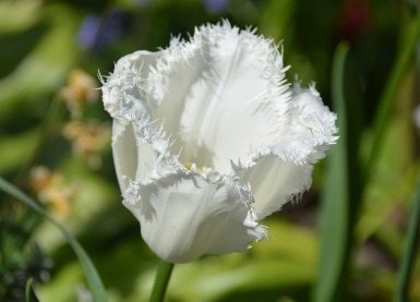Greetings card. White frilly tulip.All proceeds to The Stroke Association. - Image 2