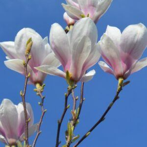 Greetings card. Magnolia.All proceeds to The Stroke Association.