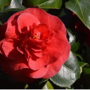 Greetings card. Red Camelia.All proceeds to The Stroke Association.