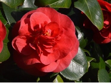 Greetings card. Red Camelia.All proceeds to The Stroke Association. - Image 2