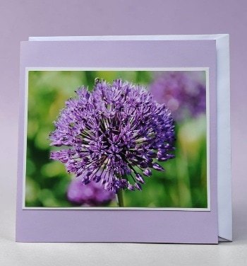 Greetings card. Allium.All proceeds to The Stroke Association.