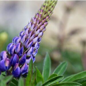 Greetings card. Lupin.All proceeds to The Stroke Association.