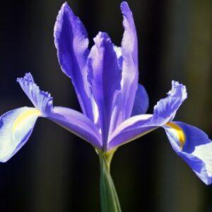 Greetings card. Iris.All proceeds to The Stroke Association.