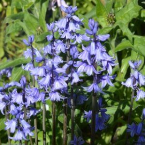 Greetings card. Bluebell.All proceeds to The Stroke Association.