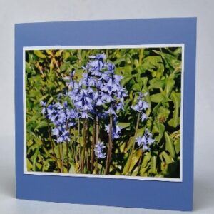 Greetings card. Bluebell.All proceeds to The Stroke Association.