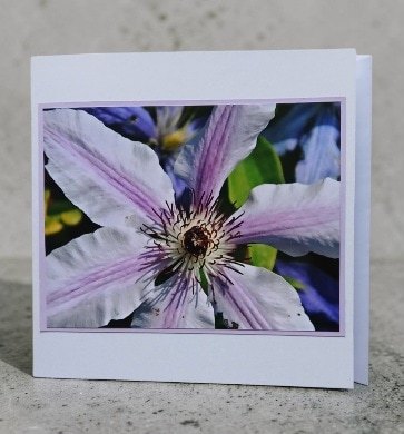 Greetings card. Clematis.All proceeds to The Stroke Association.