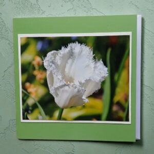 Greetings card. White frilly tulip.All proceeds to The Stroke Association.