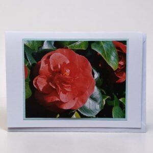 Greetings card. Red Camelia.All proceeds to The Stroke Association.