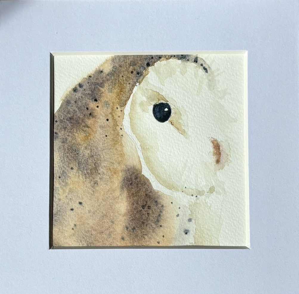 Barn Owl : Mounted Original