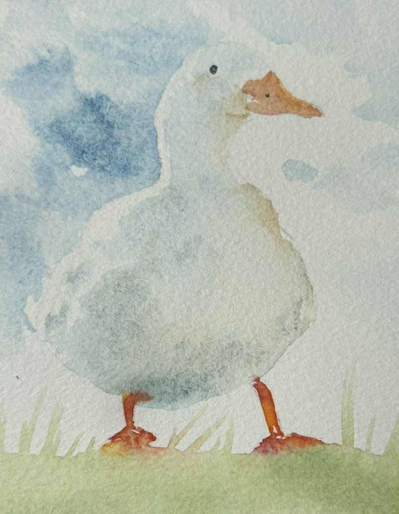 Totally Quackers : A5 size blank greetings card - Image 3